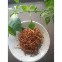 Ruốc Nấm Hương