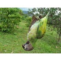 s 30 mét lưới bẫy chào mào, trao trảo, cu tiểu , tổng hợp chim ngày( lỗ 5 phân chiều cao 7m 5 dây 4 túi ) lưới cước thái