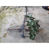 s Lồng,lụp bẫy chim cu gáy giá rẻ nhất thị trường