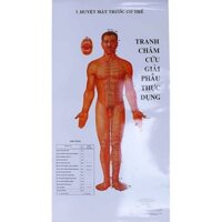 Sách - Tranh Châm Cứu Giải Phẫu Thực Dụng
