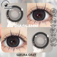 Sakura gray lens ( Giãn tròng to Viền đen đậm) - Tặng kèm khay đựng lens