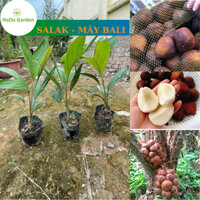 Salak (Cây Mây Bali Indo), Ảnh Cây Giống Hình 2, Quả Da Rắn Loại Quả Độc Đáo Của Indonesia