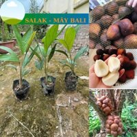Salak (Cây Mây Bali Indo), quả da rắn loại quả độc đáo của indonesia, cây giống khỏe cao 40 45cm -94@