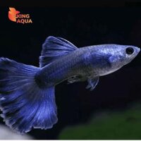 (Sale) Cá bảy màu Blue Tarzan