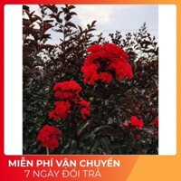 [SALE] Cây tường vi huyết long cao 70-80cm (ảnh thật) -Tặng Kèm Phân Bón