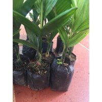 SALE: COMBO 10 CÂY GIỐNG CAU LÙN TỨ QUÝ [ 100% CHUẨN GIỐNG CAU LÙN ]