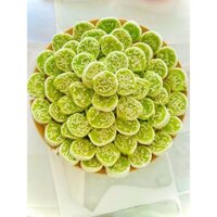[sale hot] Kẹo Dừa Non Cuộn Lá Dứa túi 500g (Béo,ít ngọt,rất ngon) - Bánh kẹo Tết