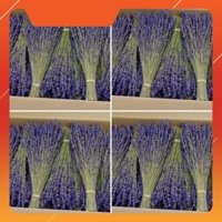 [SALE SỐC] Hơn 100 cành Hoa khô oải hương lavender thơm nồng nàn, màu tím rịm