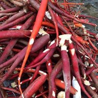 SÂM CAU ĐỎ - BỔ THẬN TRÁNG DƯƠNG