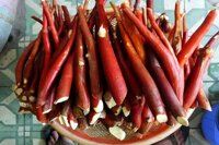 Sâm cau đỏ rừng tươi bao nhiêu 1 kg