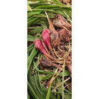 Sâm đại hành tươi (tỏi đỏ) Hà Giang 1kg_kho thịt siêu ngon,siêu bổ.