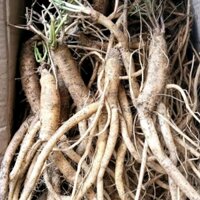Sâm dây Ngọc Linh khô đảng sâm ngâm rưou nấu ăn