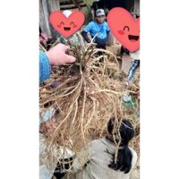 sâm dây Ngọc Linh Kon Tum 5 củ 1kg