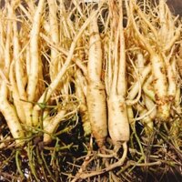 Sâm dây ngọc linh tươi 1kg