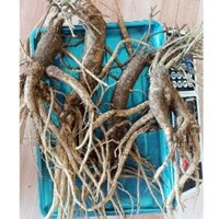 SÂM DÂY NGỌC LINH TƯƠI 4 CỦ/ 1KG.