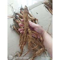 Sâm dây Ngọc Linh tươi loại 6 tới 8 củ 1 kg
