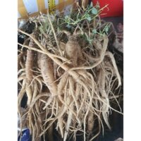 SÂM DÂY TƯƠI  NGỌC LINH 1KG ( LOẠI TỪ 20 CỦ )