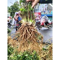 sâm đương quy củ trên 1kg