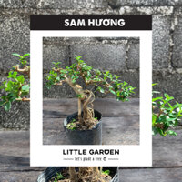 SAM HƯƠNG GỐC TRUNG - CÂY CẢNH TRANG TRÍ NHÀ CỬA, DÙNG LÀM TIỂU CẢNH, TERRARIUM | LITTLE GARDEN