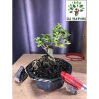 Sam Hương thân Trung dáng bonsai để bàn văn phòng