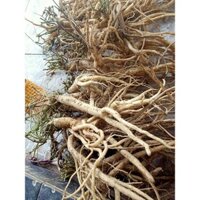 SÂM NGỌC LINH TƯƠI HÀNG XÔ ĐẸP (20 CỦ/1KG)