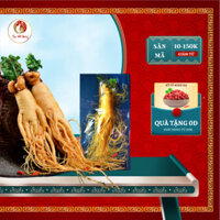 Sâm Nhập Khẩu Hàn Quốc Có Hoa Giúp Tăng Cường Sự Tập Trung Của Hệ Thần Kinh | Sâm Đế Vương OFFICIAL