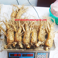 Sâm Tươi Hàn Quốc 6 Củ 1kg Đều Đẹp Ngâm Rượu Làm Qùa Tặng Biếu