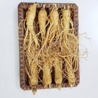 Sâm tươi Hàn Quốc loại 8 củ 1 kg | Sâm tươi ngâm rượu | KGC Việt Nam
