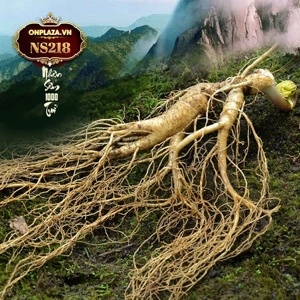 Sâm tươi loại thượng hạng núi đá 1000 năm tự nhiên Triều Tiên (củ to) NS218