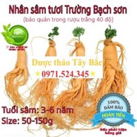 Sâm tươi núi Trường Bạch củ to hút chân không tăng tuổi thọ tăng đề kháng