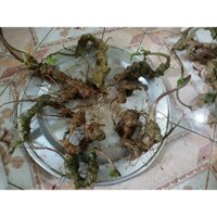 Sâm Vũ Điệp, Tam Thất Hoang Rừng Xịn Tây Bắc 6Củ 1Kg, Dược chất Sâm Ngọc Linh tươi