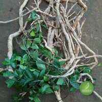 Sâm Xuyên Đá - Loài cây có lượng Saponin cao hơn cả sâm Triều Tiên 500gram TM166