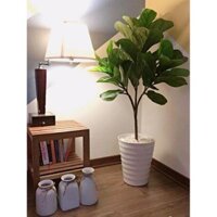 [SẴN] Cây bàng Singapore giả cảnh cao 120cm phủ rêu xanh