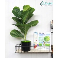 [SẴN CHẬU - LOẠI 1 Y THẬT] Cây bàng Singapore giả trang trí loại 1 cao 60cm