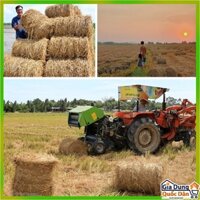 [Sắn hàng]Rơm cuộn khô dùng cho trang trí lều trại,nhà hàng,thức ăn cho gia súc,kho cá