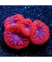 San Hô BLASTO – BLASTOMUSSA CORAL