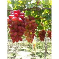 SẢN PHẨM: CÂY GIỐNG NHO HỒNG MÓNG TAY KHÔNG HẠT