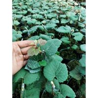 SẢN PHẨM: CÂY GIỐNG NHO MẪU ĐƠN [ 100% GIỐNG NHO NHẬP KHẨU ]