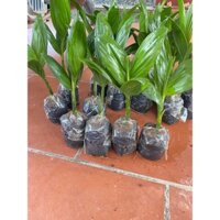 SẢN PHẨM: COMBO 10 CÂY GIỐNG CAU LÙN TỨ QUÝ [ 100% CHUẨN GIỐNG CAU LÙN ]