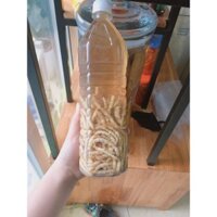 Sâu chít chai 1 Lít (Điện Biên)