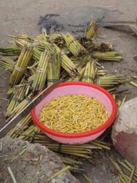 Sâu chít Điện Biên