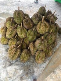 sầu riêng hạt ghép