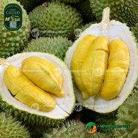 Sầu Riêng Musang King Giống Malaysia | Nguyên Trái