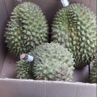 Sầu riêng (ri6) bơ Đăk Lắk