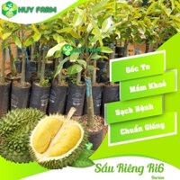 Sầu Riêng Ri6 HuyFarm Da Xanh Cơm Vàng Hạt Lép