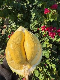 Sầu Riêng Ri6 Rụng Tự Nhiên – Thơm Béo, Cơm Vàng Hạt Lép