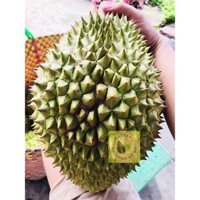 Sầu Riêng Ri6 Sạch