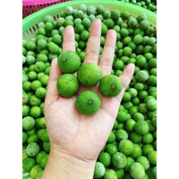 Sấu tươi hà nội