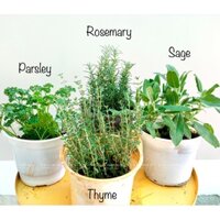 “Scaborough Fair” Combo Thảo Mộc, Parsley, Sage, Rosemary,Thyme. Ngò Tây,Hương Thảo,Xô Thơm,Xạ Hương