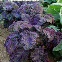 SCARLET KALE